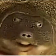 身强体壮一牢大