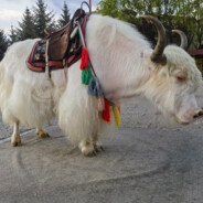 跳起来就是一巴掌