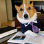 BUSNES CORGI