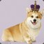 CorgiPrincess