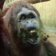 Poopy Monke