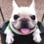 Excited French Bulldog