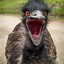 Emu