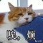 生活不易猫猫叹气