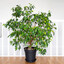 Ficus