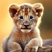 baby lion
