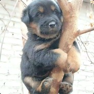 一生硬骨不求人，就这一次求求队友捡我狗牌