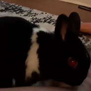 MR. BINX