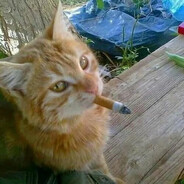D1ckCat