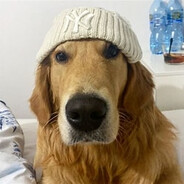 cs dog