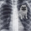 ILOVEPUGS