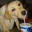 pepsi dog
