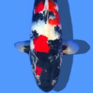 淘宝超级88会员