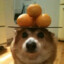 Dumb dog and 3 oranges