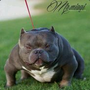 留香涧齐丹大红袍