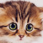 Sky`FeaN  Catzy