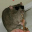 Jazz Rat