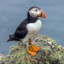 Puffin Kicker