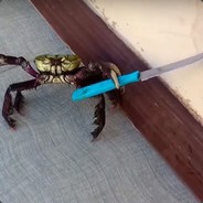 Craby staby