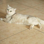 大家好我是你们的罐罐