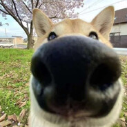 баннихоп. Do_Kva