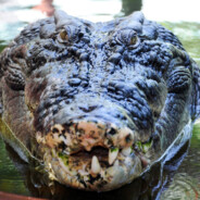 Lassy dass fette krokodil