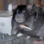 Fat_rat_Smoking.exe