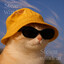 windcat