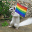 gay squirrel