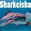 Sharkeisha