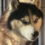 HUSKY