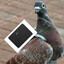 Carrier Pigeon Internet