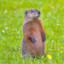 just a groundhog dw