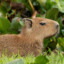 TheTrueCapybara