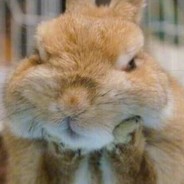 你是我的瓜娃子