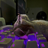 M1KaS - steam id 76561199529878516