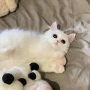 劝你别嚣张女士