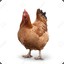 r_dark_chicken
