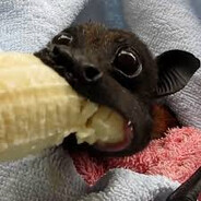 bat eating banana