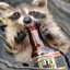 Drunccoon