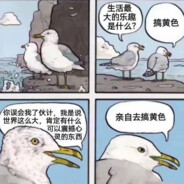 一只小白凤