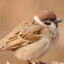 treebird
