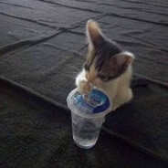cup cat