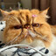 tiger-
