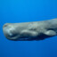 sperm whale