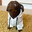 Findog