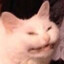 🐈