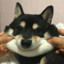 llodgaR