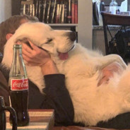 莫得感情的憨憨