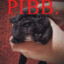 pibble
